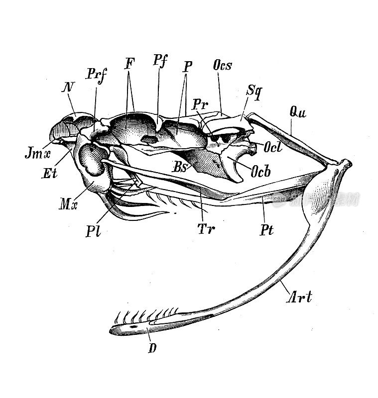 古董生物动物学图像:Crotalus horridus, Skull